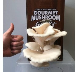 Mushroom Spawn bag 1.7kg  Pleurotus ostreatus Winter White Oyster - FREE SHIPPING